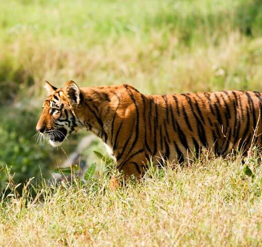 Tiger Tales From The Terai