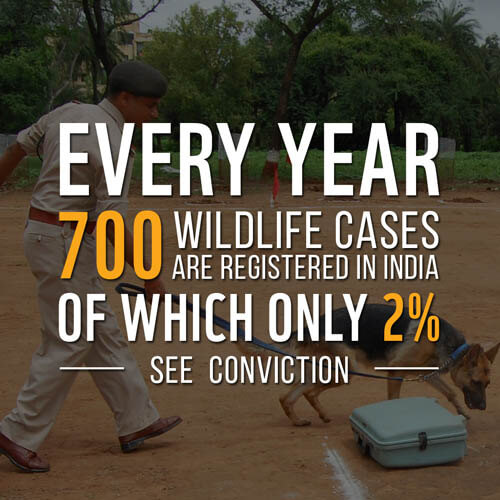 Wildlife Poaching Facts