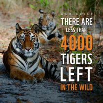 Tigers Endangered Facts
