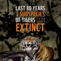 Tiger Extinction Facts