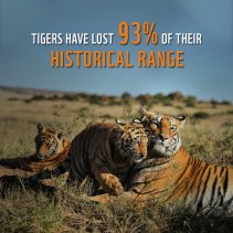 Unknown Facts about Tiger