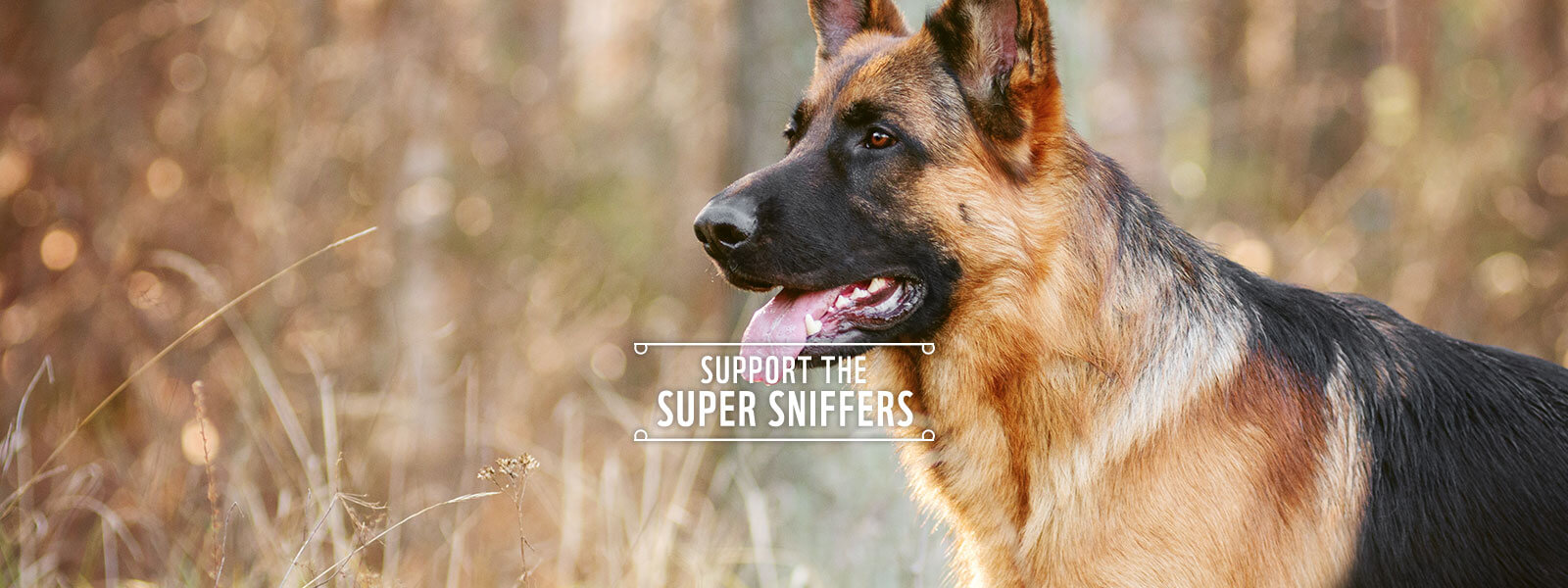 Support Super Sniffer Dogs | Anti Poaching