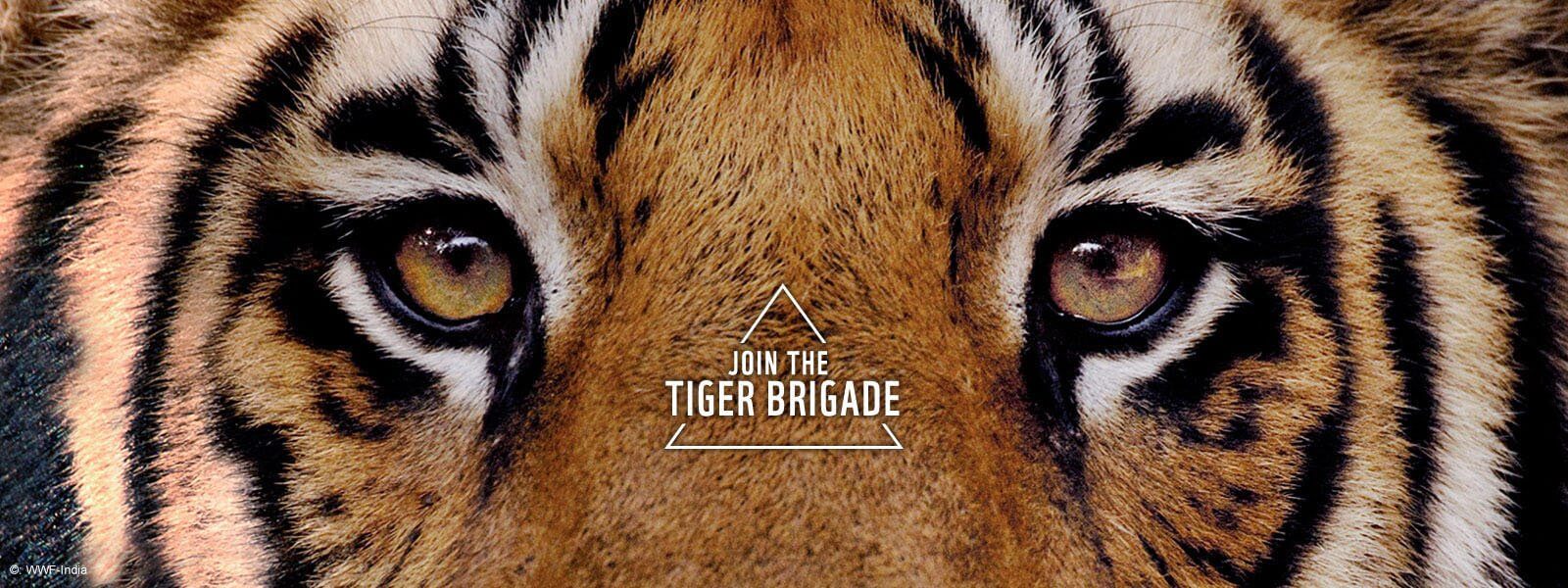 Save the Tiger | Tiger Project