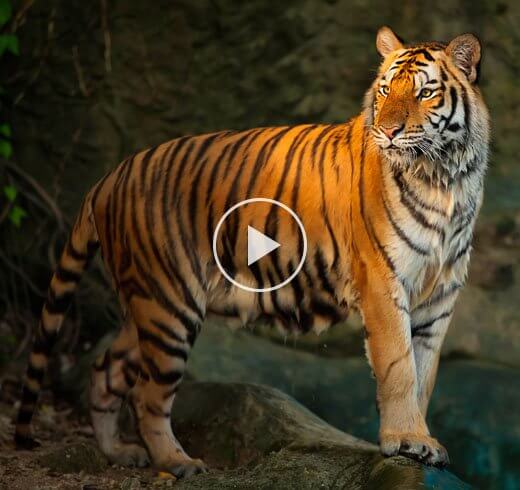 Bengal Tiger Video