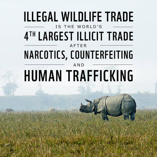 Illegal Wildlife Trade Facts