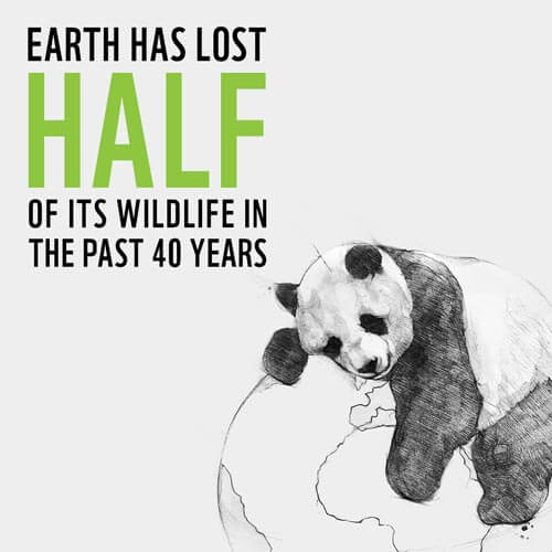 Wildlife Conservation Facts