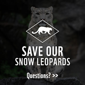faq-leopards