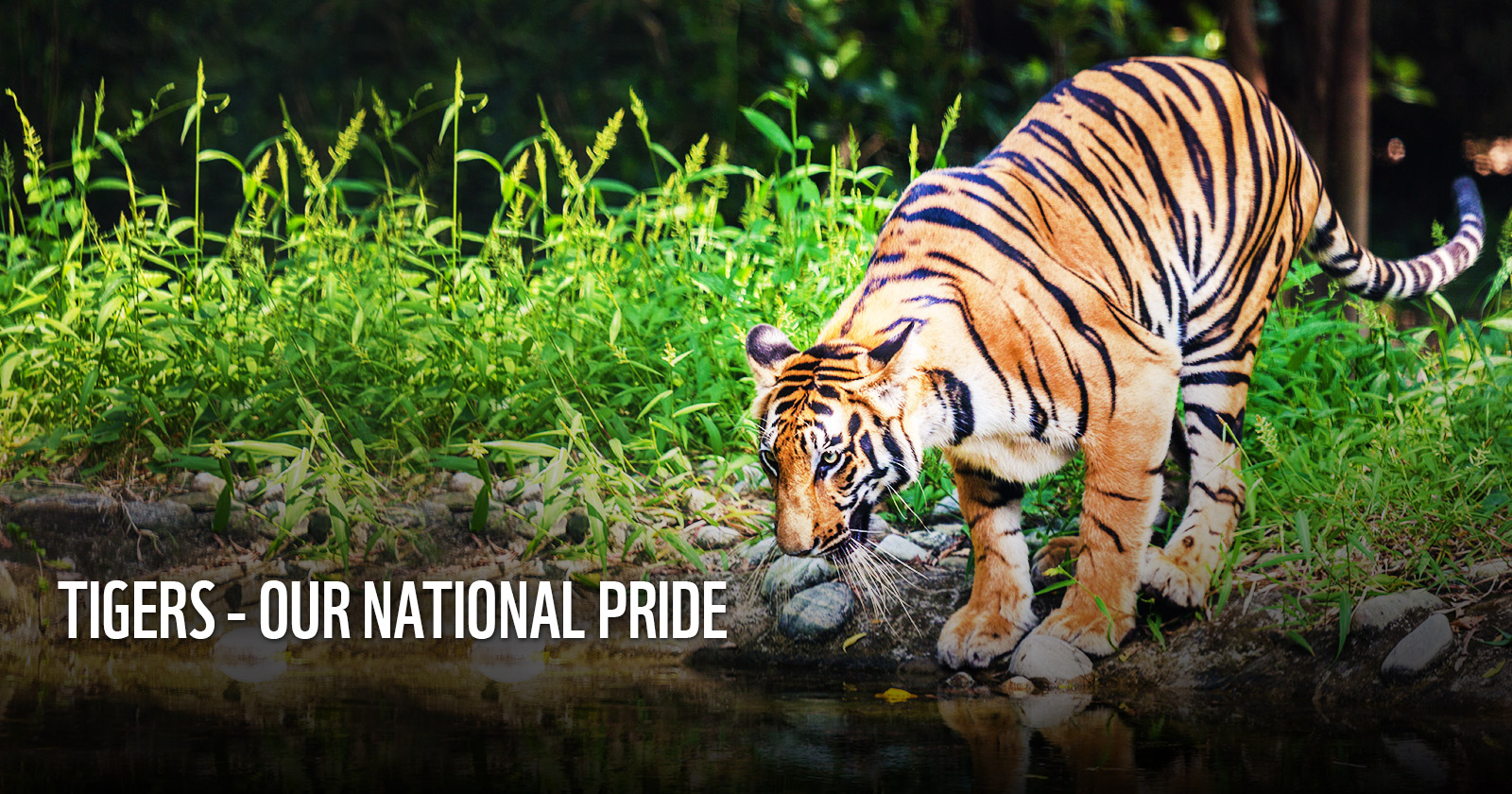 Protect Our Tigers #nurturenature