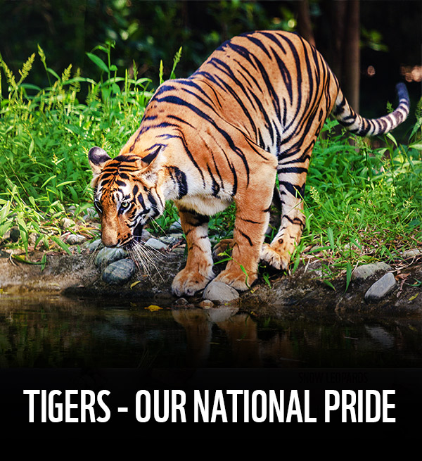 Protect Our Tigers - Join the pride