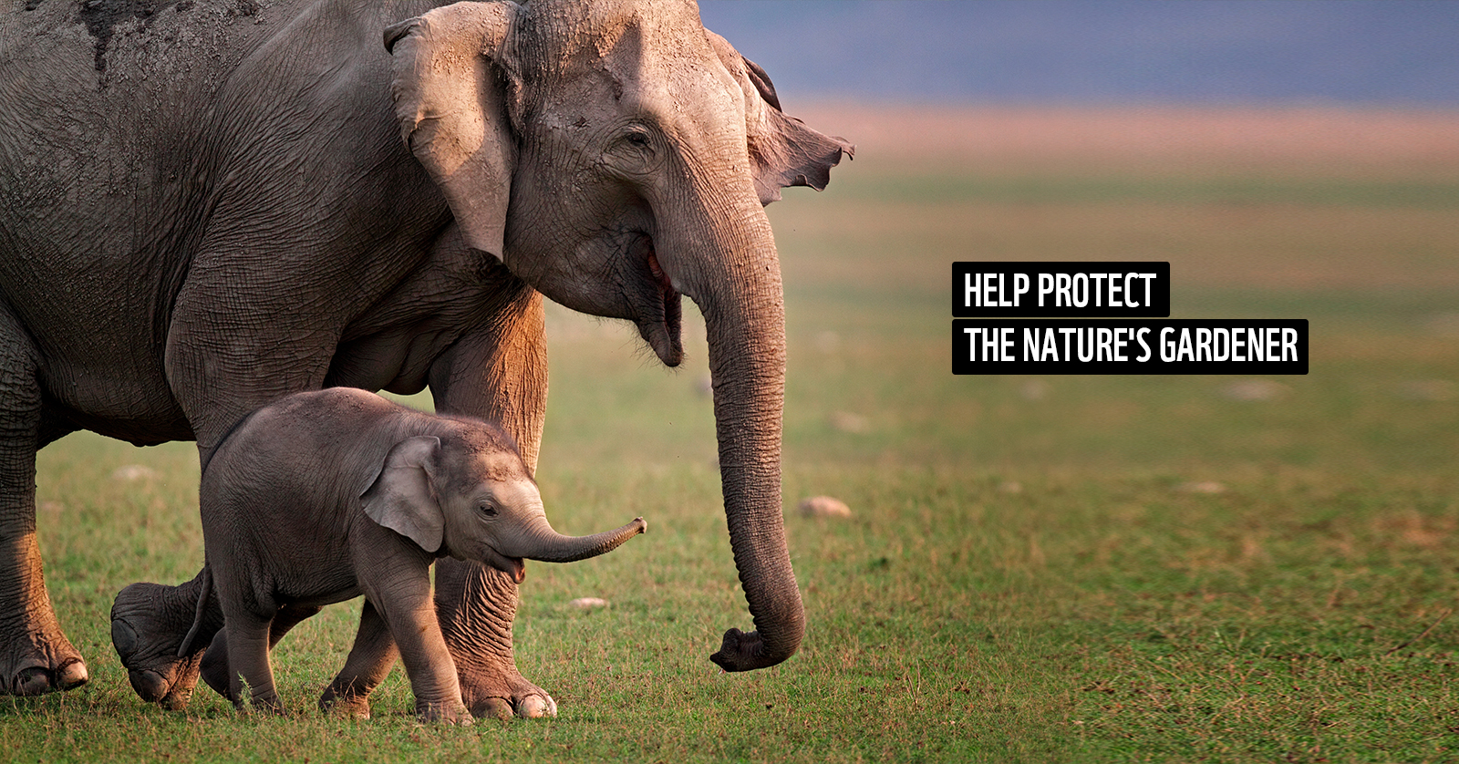 The call of the wild needs your voice to survive #nurturenature